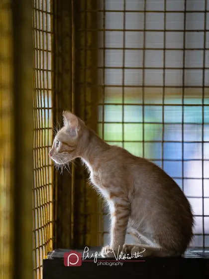 This is Cheddar, a ginger kitten at the shelter, looking out from his enclosure. The natural light from the window beautifully illuminates his silhouette. These quiet, observant moments are just as important to capture as playful ones.