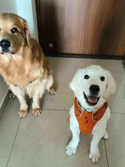 This is what it looks like when you get a new sibling versus when you realize you have a lifelong teammate. A little before and after with two Golden Retrievers.