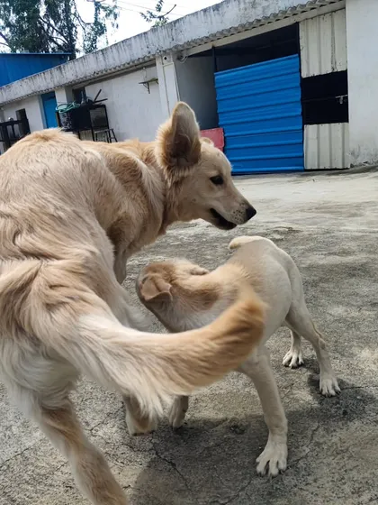 The chase is on. These two are having a blast running around the yard.