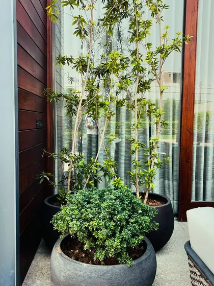 Another grouping of planters, showing how I use them to define spaces and add greenery in a structured way.