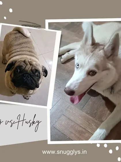 A friendly face-off between a pug and a husky. I welcome dogs of all shapes and sizes.