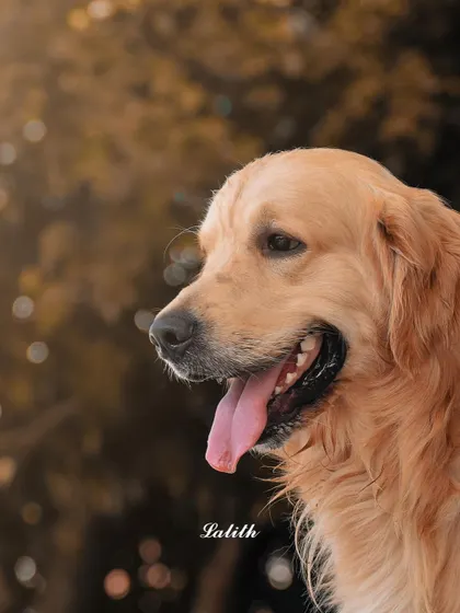 A classic side profile of a Golden Retriever. The soft, warm lighting and beautifully blurred background create a calm and gentle mood, highlighting the dog's noble features.