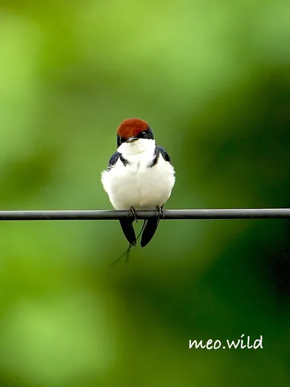 An adorable immature Wire-tailed Swallow. Its shorter tail and fluffy appearance are signs of its youth. There is nothing cuter than a baby bird finding its way in the world.