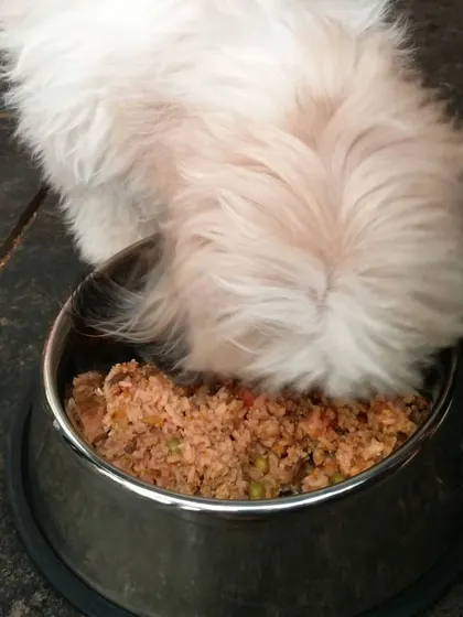 Even the fluffiest little dogs love a hearty meal. This little one is completely focused on his bowl of fresh food.