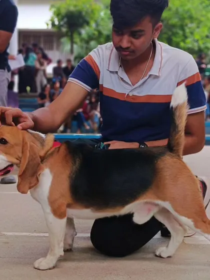 A handsome beagle being presented at a pet show, showcasing the pride and love of pet owners in our community.