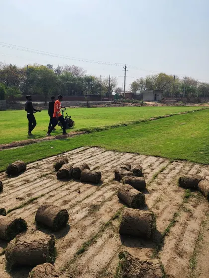 Another shot of our team harvesting turf, showcasing the scale and efficiency of our farm operations.