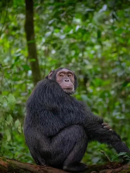 A chimpanzee sits thoughtfully on a mossy branch in Kibale National Park, Uganda. Its pensive expression hints at the deep intelligence and emotional capacity of this endangered species.