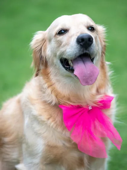 A close-up to show off the lovely pink accessory on this sweet Golden Retriever. Even a small prop can make a big difference in styling a unique pet portrait.