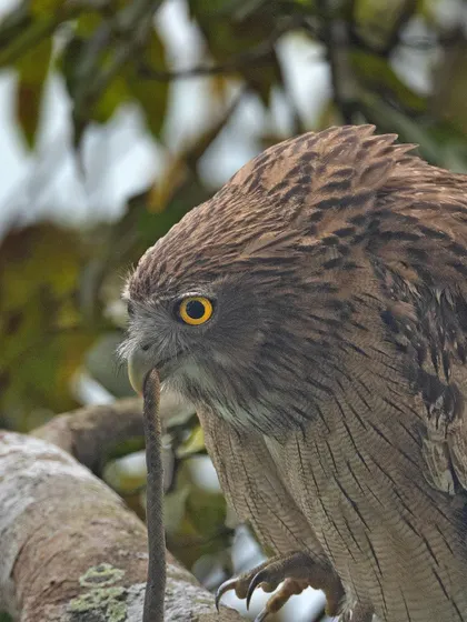 A close-up of the Brown Fish Owl with its prey, focusing on the intensity in its eye.