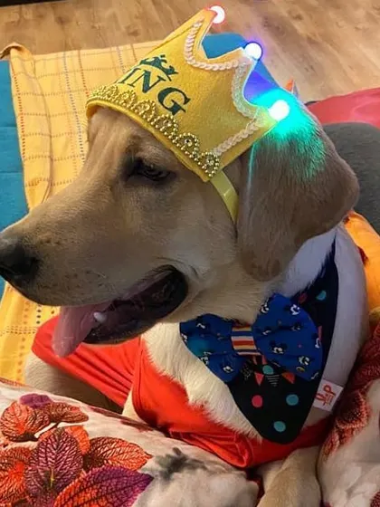 All hail King Sky! This cuddle bun is royalty and he knows it. We love to dress up our guests for special occasions and capture their majestic personalities.