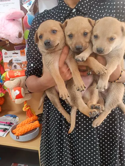 A handful of hope. These three adorable Indie puppies were rescued together and are now looking for their individual forever homes. They are healthy, playful, and ready to bring endless joy to a loving family.