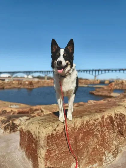 Indy came to me with typical puppy issues like jumping on people and getting into things she shouldn't. We worked on the basics and exposed her to new environments to build a solid foundation.