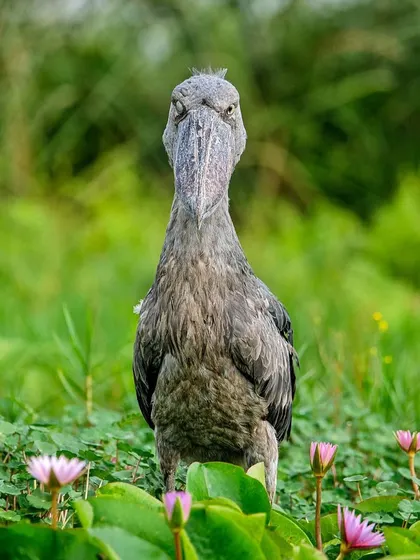 The same "Monday ready" Shoebill Stork, this time in a wider shot showing its environment. It stands its ground, ready to face the week.