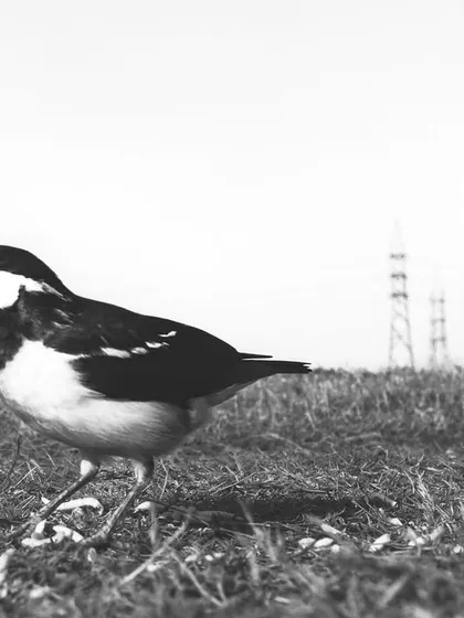 A flock of Pied Starlings assembles to feed on snacks provided by people, a common sight in the wetlands of Delhi NCR.