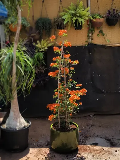 What a beauty. This orange Bougainvillea in a dark green ceramic pot is going away to its new home.
