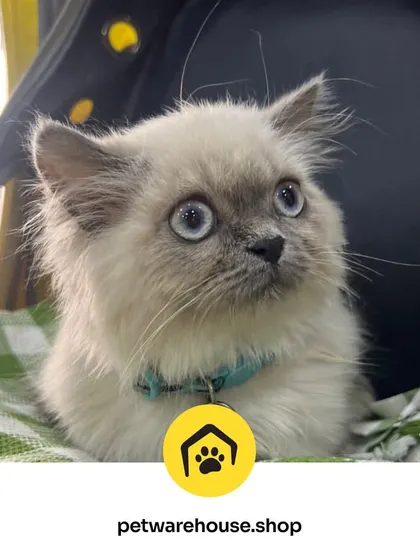 Those big, beautiful eyes belong to a very happy Persian kitten visiting our store. We provide a safe and welcoming environment for even the youngest and smallest of pets.