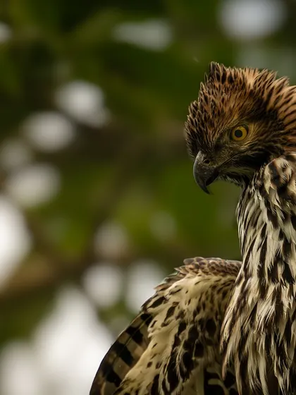 The hawk-eagle looks over its shoulder, a classic pose that highlights its sharp beak and piercing eye. The composition creates a sense of alertness and wildness.