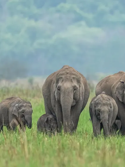 An elephant herd grazing in the vast grasslands of Dhikala. The wide composition shows the scale of the herd and their peaceful coexistence within their environment.