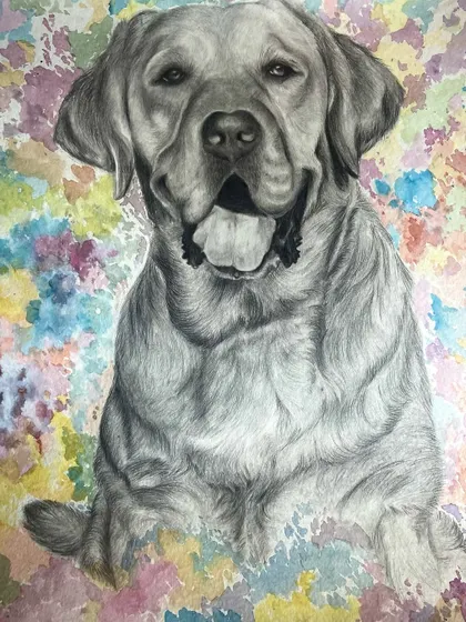 This piece combines two styles: a detailed pencil sketch of a Labrador set against a vibrant, abstract watercolor background. It’s a unique way to create a memorial pet portrait.
