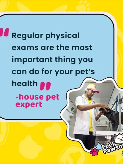 Regular physical exams are crucial for catching health issues early, since pets can't tell us when something is wrong. This is why our 'Vet on Wheels' service is so important, allowing for a thorough check-up in a familiar environment where your pet feels safe.