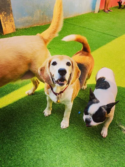 Friends come in all shapes and sizes. A happy Beagle, a French Bulldog, and another friend hang out together, showing how well different dogs can get along in a supervised setting.