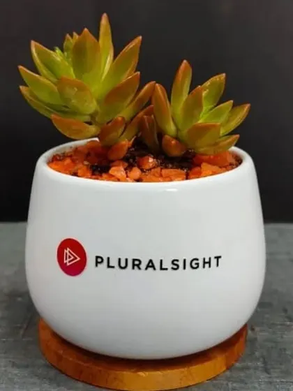 A beautiful succulent in a white branded pot with a wooden coaster. The orange pebbles add a pop of color and contrast nicely with the plant.