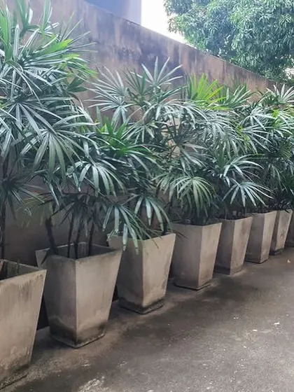 A row of Lady Palms in rustic, square concrete planters. They are lined up against a wall, creating a simple but effective green boundary.