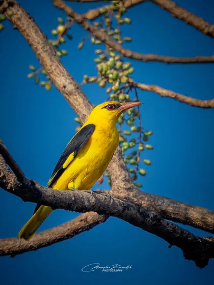 An Indian Golden Oriole shines like a beacon against a deep blue sky. This is a classic example of using complementary colours to create a striking image.