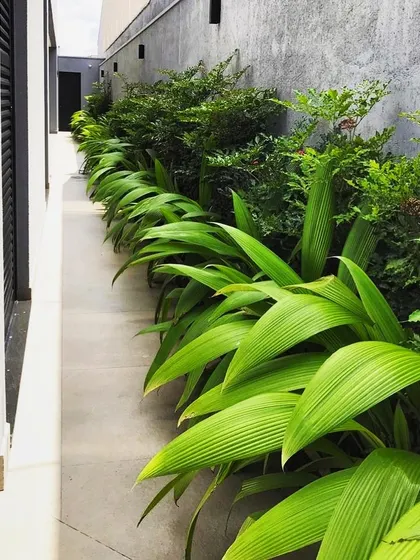 A close-up of lush, vibrant green foliage along a narrow pathway. We carefully select plants that thrive in specific light conditions, ensuring the garden remains healthy and beautiful.