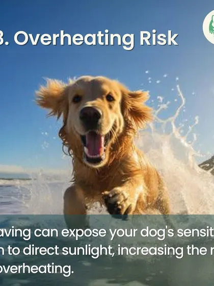 Shaving your dog can increase their risk of overheating by exposing their skin directly to the sun, removing their natural protective barrier.