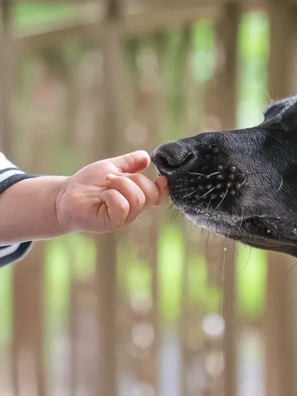 The tiniest touch, the biggest connection. This close-up of baby Vyom's hand reaching out to his best friend Rio says more than words ever could. It’s these small details that tell the grand story of the unspoken bond between a child and their dog.