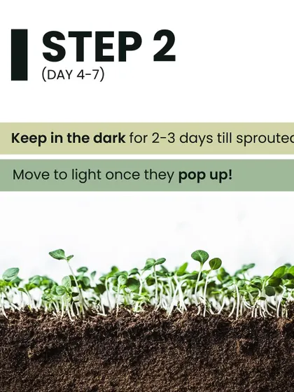 Step 2 for growing microgreens: After sowing, keep the tray in the dark for 2-3 days until the seeds have sprouted. Once they pop up, it's time to move them into the light.