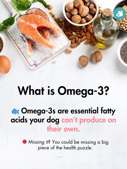 What is Omega-3? This post explains that they are essential fatty acids that your dog cannot produce independently, making them a critical piece of the health puzzle that is often missing from their diet.