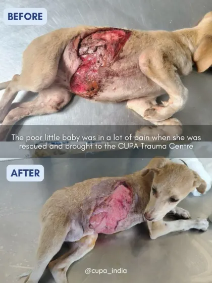 A before and after look at a puppy who came to us with the skin on her stomach completely ripped off in an accident. The 'after' shows incredible healing.