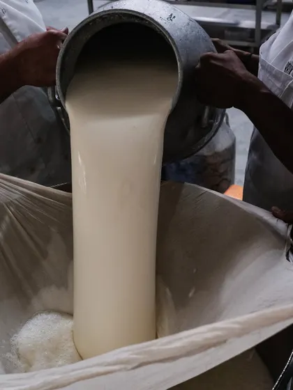 A steady pour of milk being strained. This traditional method allows us to achieve the right consistency for our cheese curds, which is essential for the stretching process that follows.