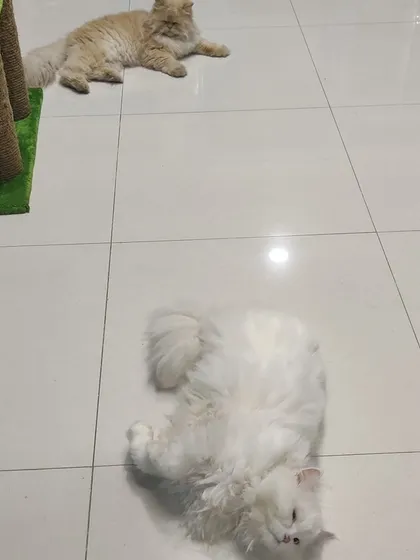 Social distancing, cat style. Shifu and Lucy are enjoying a lazy afternoon, each in their own comfortable spot on the clean, white floor.