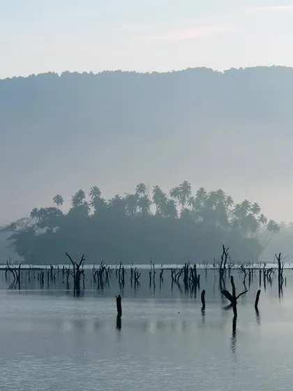 In this eerie landscape of dead mangroves, enveloped in morning mist, a majestic White-bellied Sea-eagle is perched on a stump. It is a symbol of life persisting even in the face of utter devastation.