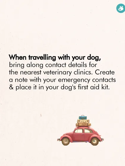 An important travel tip: always carry contact details for the nearest veterinary clinics and keep a dedicated first-aid kit for your dog.