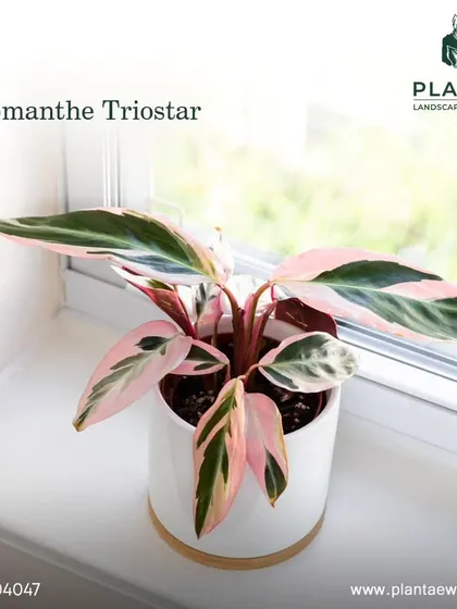 For a pop of color, the Stromanthe Triostar is a stunning pet-safe choice. Its beautiful leaves feature shades of pink, green, and cream, making it a true living work of art.