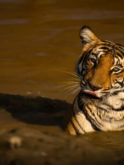 A duplicate of image 69, capturing the candid moment the tigress licks her lips.