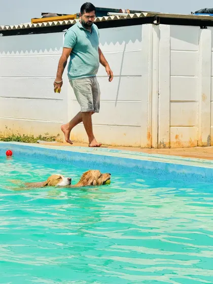 Two Golden Retrievers swimming side-by-side while their owner watches. It's a great activity for multi-dog households.