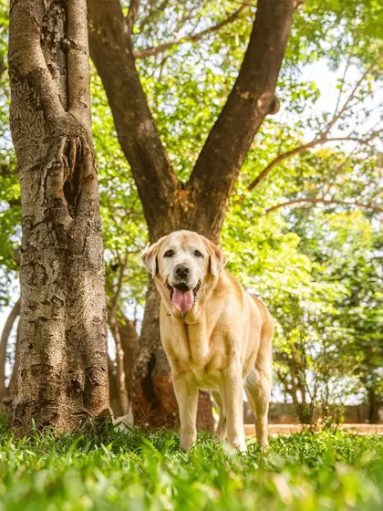 A portrait of Bruno, the 10-year-old Labrador, enjoying the outdoors. He's a happy, selfless soul, and it shows.