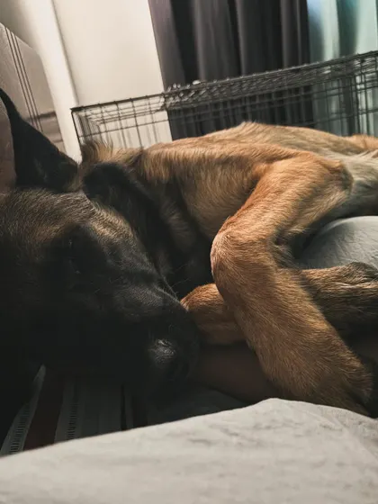 These are the stages of love and surrender with a support animal. The quiet moments when Floyd rests his head on me are a profound reminder of the trust and comfort we provide for each other.