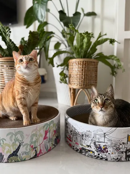 My two great loves: my cats and my art. Here are my favourite models posing with cat scratchers from Cozi_Kat featuring my 'Mumbai Meri Jaan' and a tropical jungle print. It brings me so much joy to create art that even our furry family members can enjoy.