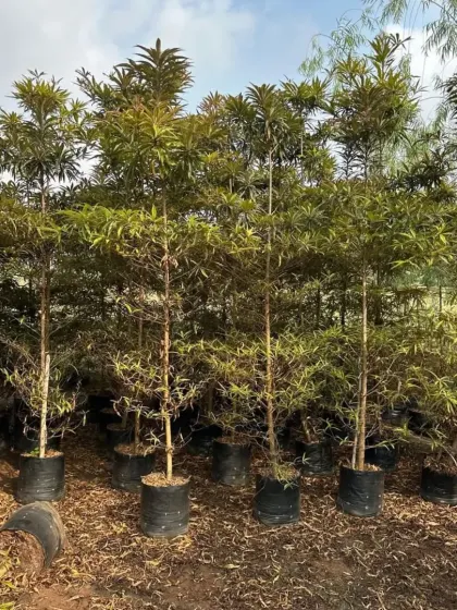 My staff preparing trees for a client, ensuring the root balls are healthy and ready for transplanting.