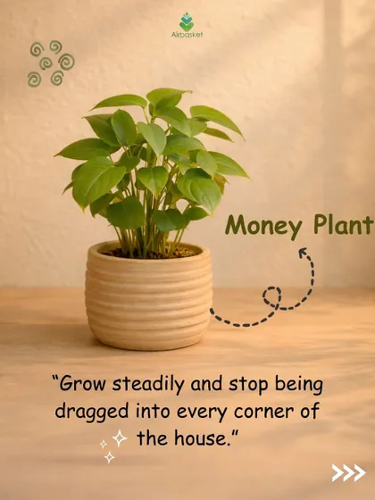 A New Year's resolution from the Money Plant: Grow steadily and stop letting people drag you into every corner of the house. A reminder to stay rooted and focused.