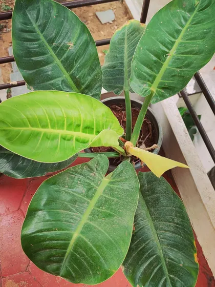 A Philodendron Moonshine showing off a new, bright lime-green leaf. It's always a joy to see these "green pets" grow and flourish.