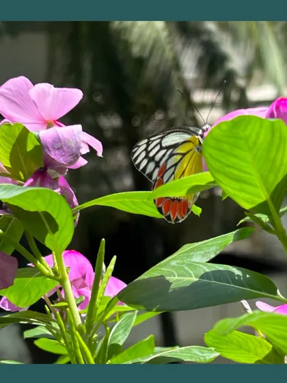 A Jezebel butterfly feeding on the nectar of a Periwinkle flower. Creating a pollinator garden is about providing a food source for these vital creatures, ensuring our ecosystem remains healthy.