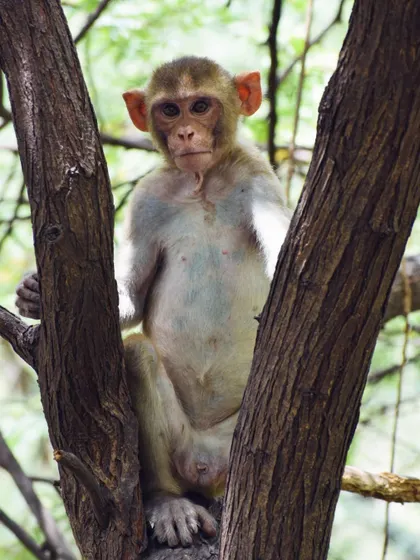 A full-frontal portrait of the monkey in the tree, looking directly into the lens.