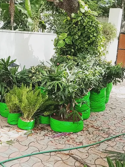 A collection of plants in eco-friendly grow bags, ready for installation. I can source a wide variety of healthy plants for your garden project.